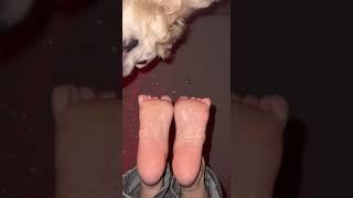 Dog licking my feet