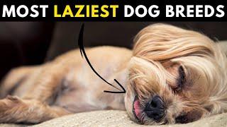 30 Most Lazy Dog Breeds Perfect for a Couch Potato Owners in 2023