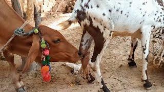 Village animals vlog | milking goats new latest video  | Nikka Haji