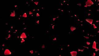 Rose petals falling video background HD