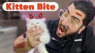 How to STOP Kittens From Biting You | My Kitten Start Biting | Cat's bite is harmful?