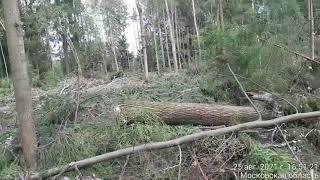 с. Архангельское Рузский городской округ Московская область незаконная  вырубка леса