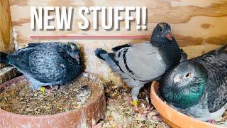 NEW equipment, NEW babies and NEW breeder coming to RFRP!! Life breeding racing pigeons unfiltered.