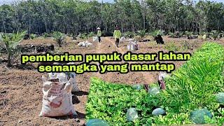 PUPUK DASAR YANG SELALU BIKIN BUAH SEMANGKA BESAR BESAR