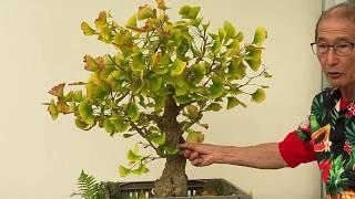 Ginkgo Bonsai