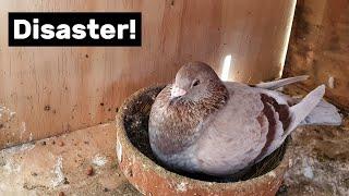 Pigeon breeding disaster