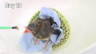 Day 10 - Robin the dunnock is starting to get too big for his nest!