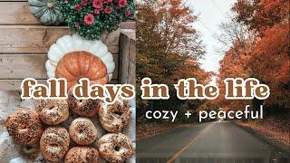 DAYS IN MY LIFE│sourdough recipes, shopping, cook dinner w/ me, cozy & productive vlog 