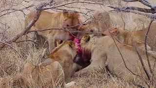 Lions devouring a Warthog....VERY GRAPHIC (South Africa)