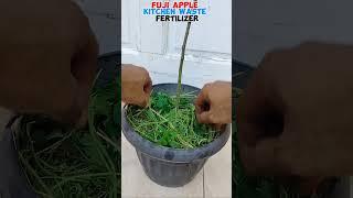 FUJI APPLE  fertilize #tutorialsvideo #applelover #gardening #plantslover #plantita #plantito