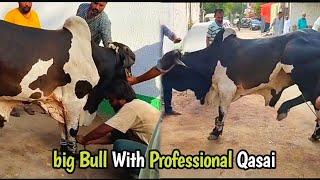 Big Bull With Professional Qasai |  Eid ul Adha 2024 2nd Day | Cow Qurbani | Cattle Amaze Official️
