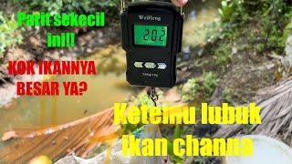 KETEMU LUBUK IKAN CHANNA || IKAN DISINI BESAR BESAR