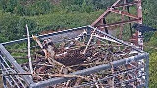 Fischadler/Àguila peixatera Goitzsche Wildnis - Missió impossible  (23.08.2024)