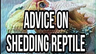 How to Care for your breaded dragons shed,  Advice on shedding