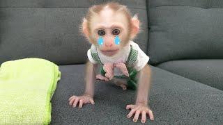 Baby monkey Mon cried in despair when he realized that monkey Kobi was missing