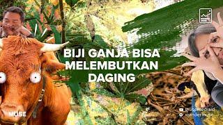 WANDERMUSE #5: Biji Ganja Bikin Empuk Daging Sapi???