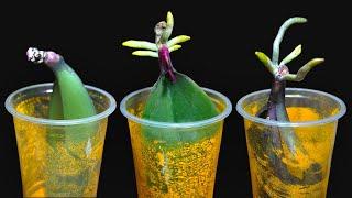 Magical Way to Make Orchids Instantly Grow Roots and Young Leaves