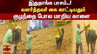 வளர்த்தவர் கை காட்டியதும் , குழந்தை போல மாறிய காளை ! | Palamedu Jallikattu | #ThanthiTv