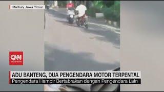 Adu Banteng, Dua Pengendara Motor Terpental