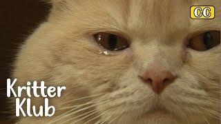 Cat-sanova Mong Gets Rejected By His Crush And Cries l Kritter Klub