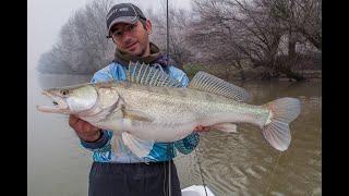 Big zander fishing.Veliki Savski smudjevi