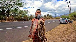 We Got Bait! Catching Tako  / SpearFishing Hawaii Vlog