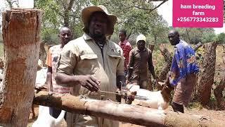 Vaccination schedul should be a priority in successful goat farming by hamiisi semanda +256773343283