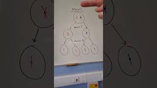 Which are homologous chromosomes?? #biology