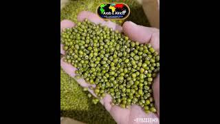 Green Moong Dal. Mung beans. Green gram, Maash ٫ Mung, Monggo. Green Mung Dal. Green Moong Dal. Dal.