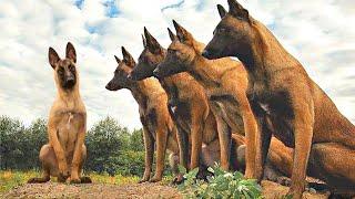 These Are The Most Disciplined Dogs In The World...