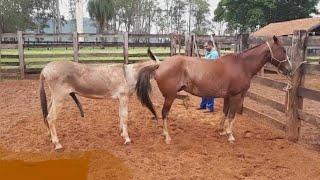 Mating donkey with horse