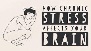 [TEDxEd] Как стресс действует на мозг