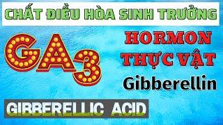 GA3 Gibberellic acid | Chất điều hòa sinh trưởng | Hormon thực vật Gibberelin | Kéo dài tế bào
