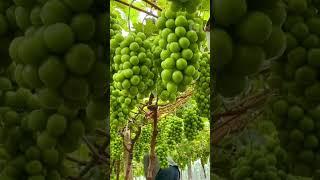 Kebun Anggur Shine Muscat yang Luar Biasa