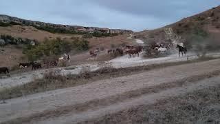 Бежит табун лошадей - Белая скала Крым