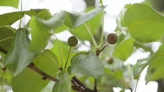 Pyrus calleryana  - Callery Pear