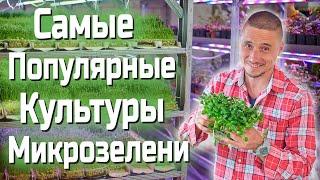 Популярные культуры Микрозелени