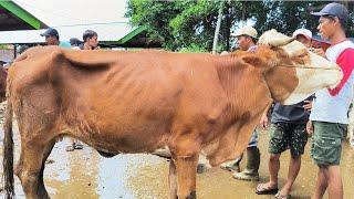 8 juta !! Sapi Gak Laku !! Babon Kurus Murah Meriah !! Pasar Sapi Tuban