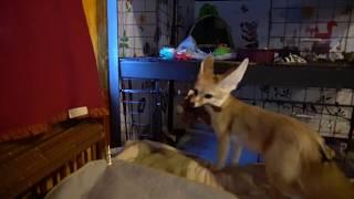 Fennec Fox screams Carrying His Toy Around