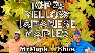 Top 25 Yellow Japanese Maples to Improve Your Garden Design!