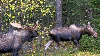 Big Bull Moose pursuing Cow with Calf and an Extra Arrival during the Moose Rut