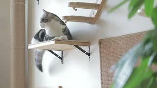 FUKUMARU CAT WALL FURNITURE - Wall Jungle Series