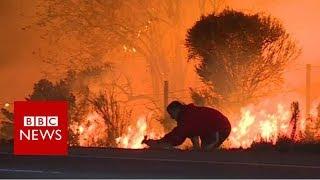 Man saves rabbit from California fires - BBC News