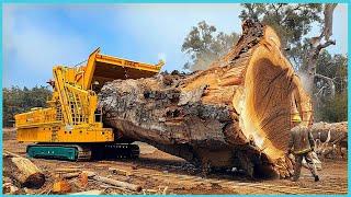 Extreme Dangerous Monster Wood Chipper Machines Working, Fastest Tree Shredder Destroy Big Tree