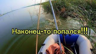 С трудом пойманая рыба на паук подъемник,  раздать БЕСПЛАТНО некому. #fishing #карп #낚시 #carpfishing