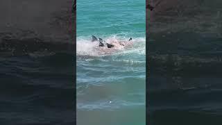 4 Bull Sharks destroy Dolphin - OMG - The blood.