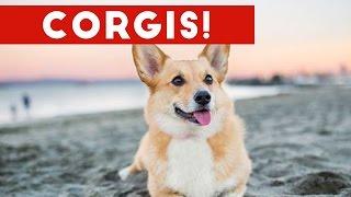 Funny Corgi Compilation 2017 | Best Funny Corgi Videos Ever