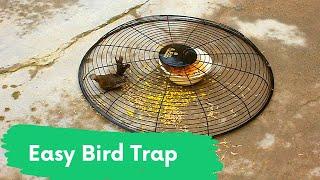 Easy Bird Trapping Homemade | Best Bird Tap at home | Bird Trap using FAN Guard at home