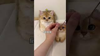 【牛奶是只猫】猫毛出在猫身上