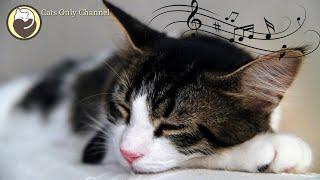 Music for Cats - Stress and Anxiety Relief / Cat Purring Sounds & Soothing Sleep Music
